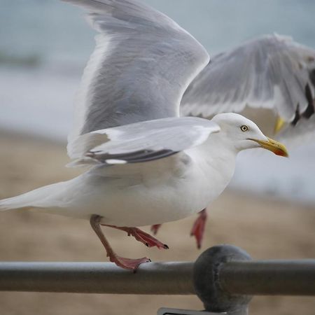 The Greenwich Rooms - Burger & Bird Bar & Restaurant Peacehaven 외부 사진