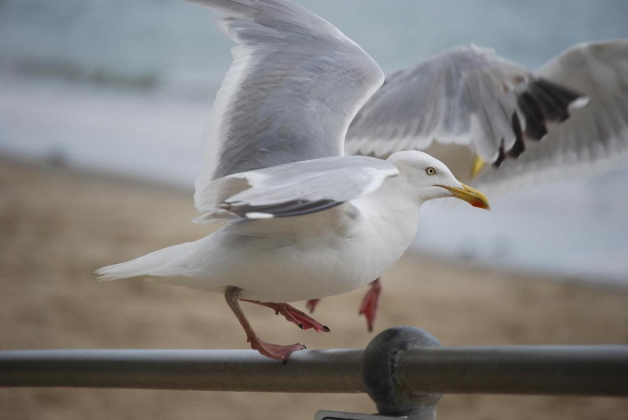 The Greenwich Rooms - Burger & Bird Bar & Restaurant Peacehaven 외부 사진